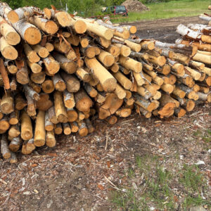Billot Bouleau Blanc 8 pied 8 Foot White Birch